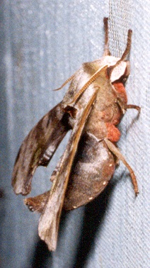 Male Daphnusa ocellaris (side view), Thailand. Photo: © Ian Kitching