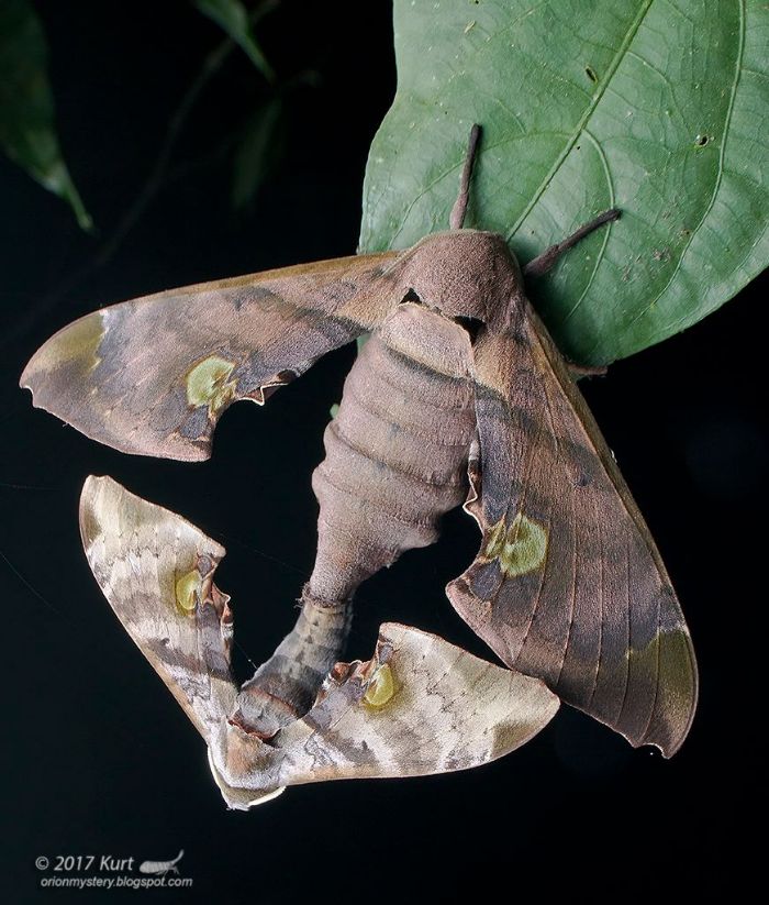 Mating pair of Daphnusa ocellaris, Selangor, Malaysia, 2017. Photo: © Kurt Orion, 'OrionMystery'.