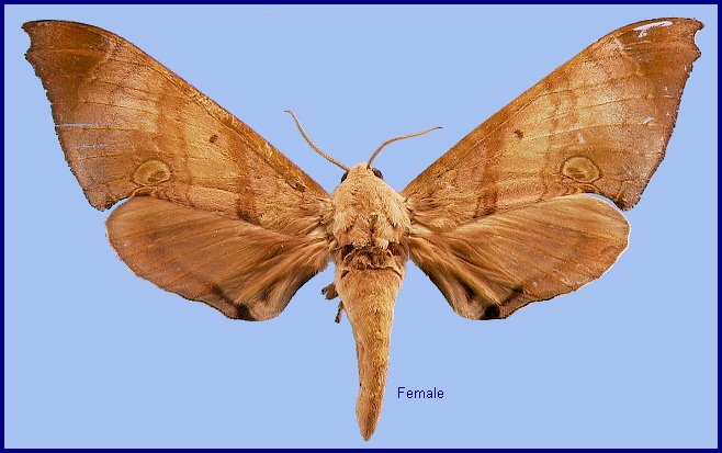 Female Daphnusa ocellaris. Photo: © NHMUK