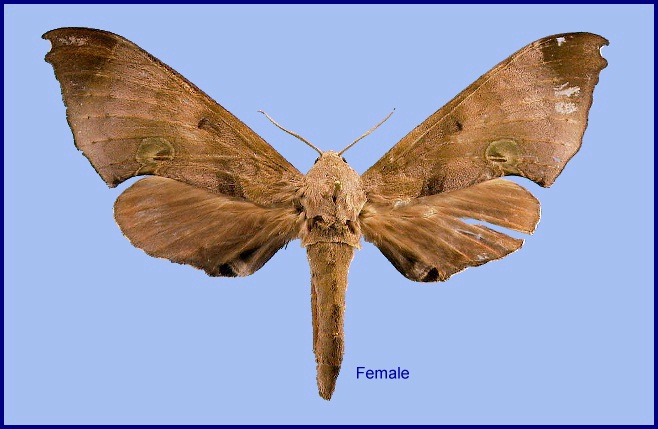 Female Daphnusa ocellaris. Photo: © NHMUK