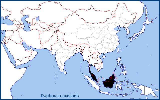Global distribution of Daphnusa ocellaris. Map: © Tony Pittaway.