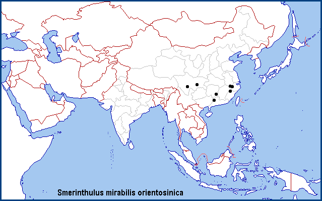 Global distribution of Smerinthulus mirabilis orientosinica. Map: © NHMUK.