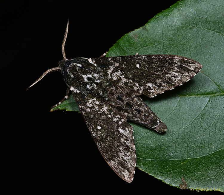 Male Dolbina paraexacta, Wuxi County, Chongqing, China, 28.vi.2022. Photo: © QianLe Lu.