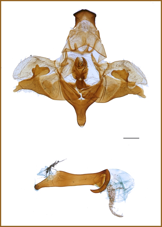 Male genitalia of Dolbina paraexacta, Beijing area, China. PARATYPE. Photo: © Ronald Brechlin.