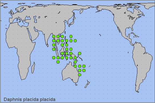 Global distribution of Daphnis placida placida. Map: © NHMUK.