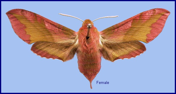 Female Deilephila porcellus. Photo: © NHMUK