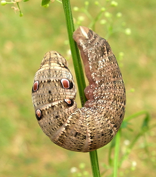 Final instar brown form larva of Deilephila porcellus, Oxfordshire, England. Photo: © Tony Pittaway.