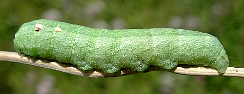 Fourth instar larva of Deilephila porcellus, Oxfordshire, England. Photo: © Tony Pittaway.