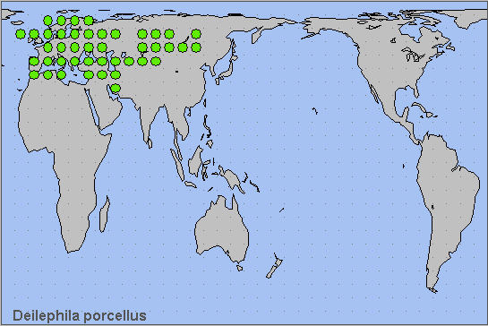 Global distribution of Deilephila p. porcellus. Map: © NHMUK.