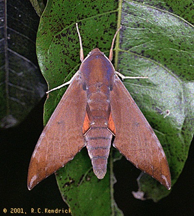 Adult of Dahira rubiginosa fukienensis, Hong Kong, China. Photo: © Roger Kendrick.