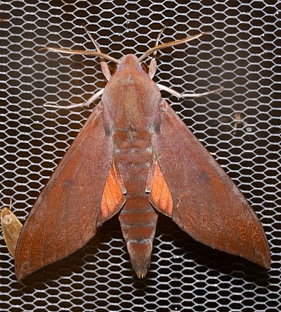 Adult of Dahira rubiginosa fukienensis, Jiucailing, Guizhou, China. Photo: © Viktor Sinjaev.