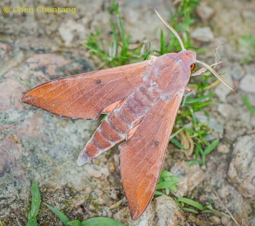 Adult of Dahira rubiginosa fukienensis, Kuocang Mountain Nature Reserve, Zhejiang, China, 18.v.2016. Photo: © Chen Chuntang.