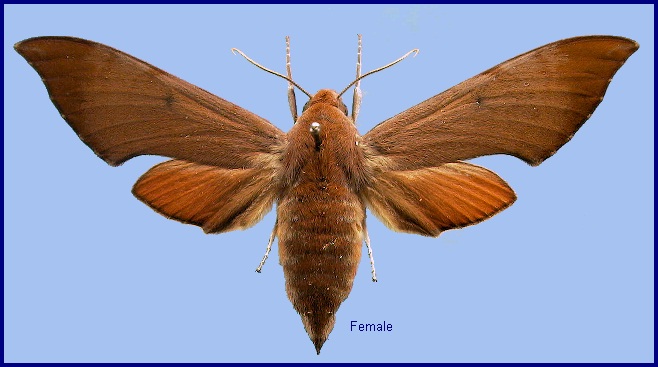 Female Dahira rubiginosa fukienensis. Photo: © NHMUK