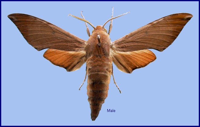 Male Dahira rubiginosa fukienensis. Photo: © NHMUK