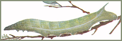 Full-grown unmarked green larva of Dahira rubiginosa fukienensis. Image: Mell, 1922b