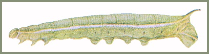 Full-grown marked green larva of Dahira rubiginosa fukienensis. Image: Mell, 1922b