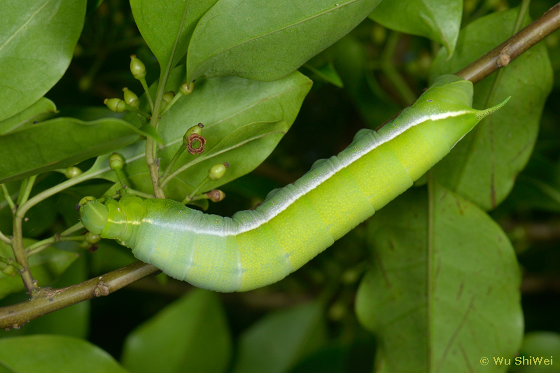 Full-grown unmarked green larva of Dahira rubiginosa fukienensis, Taiwan. Photo: © Wu ShiWei.