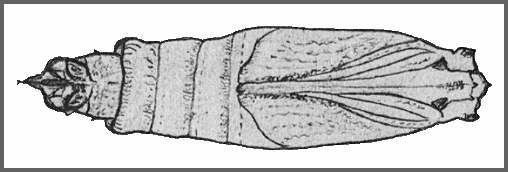 Pupa of Dahira rubiginosa fukienensis. Image: Mell, 1922b