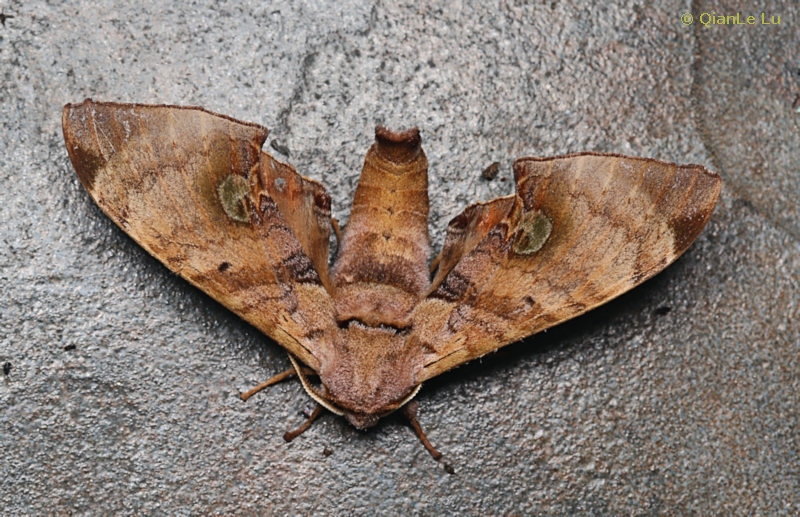 Male Daphnusa sinocontinentalis, Jianfengling, Hainan, China, 4.v.2024. Photo: © QianLe Lu.