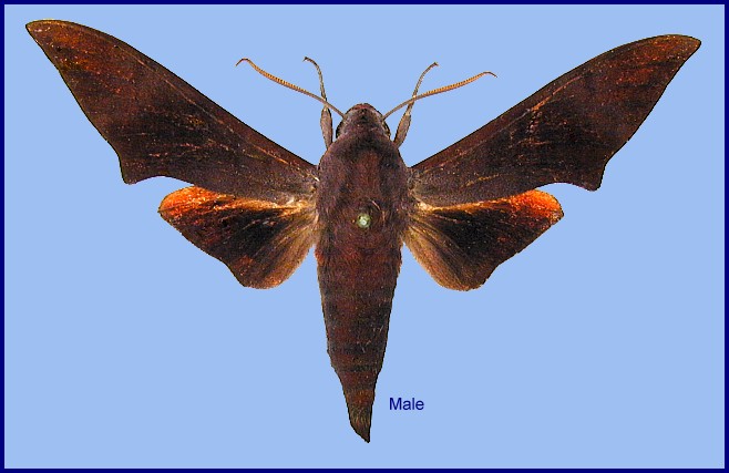 Male Dahira svetsinjaevae (upperside), Dayao Shan, Guangxi, China. Photo: © Ronald Brechlin