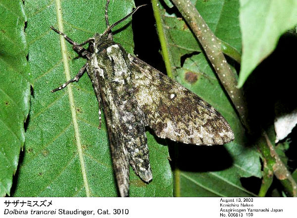 Disturbed Dolbina tancrei, Japan. Photo: © Kenichiro Nakao.