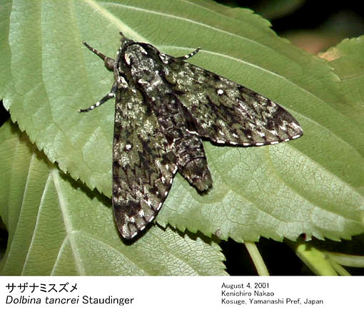 Resting Dolbina tancrei, Japan. Photo: © Kenichiro Nakao.