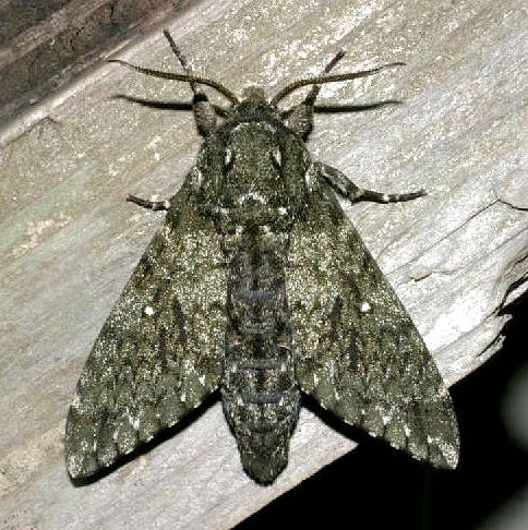 Disturbed Dolbina tancrei, Japan. Photo: © Izumi Kimura.