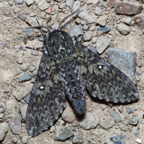 Male Dolbina tancrei, Livadia, near Anisimovka, Primorskiy Krai, Russian Far East, 16.07.2014. Photo: © Evgenij Komarov.