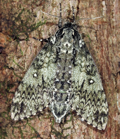 Female Dolbina tancrei, Anisimovka, Scotovsky District, Primorskiy Krai, Russian Far East. Photo: © Jean Haxaire.