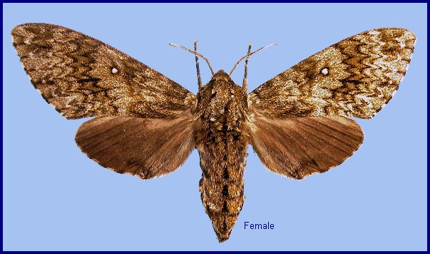 Female Dolbina tancrei. Photo: © NHMUK