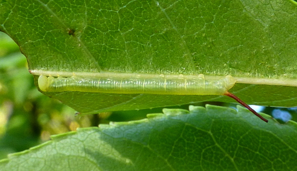 First instar larva of Dolbina tancrei, Yazu, Tottori Prefecture, Honshu, Japan. Photo: © Tony Pittaway.