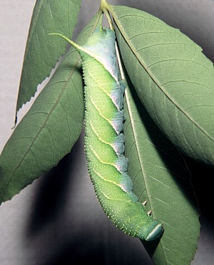 Full-grown apple-green larva of Dolbina tancrei, Chengde, Hebei, China. Photo: © Tony Pittaway