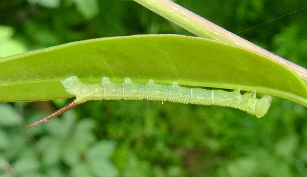 Early second instar larva of Dolbina tancrei, Yazu, Tottori Prefecture, Honshu, Japan. Photo: © Tony Pittaway.