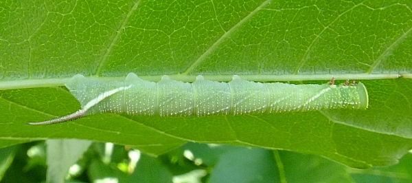 Third instar larva of Dolbina tancrei, Yazu, Tottori Prefecture, Honshu, Japan. Photo: © Tony Pittaway.