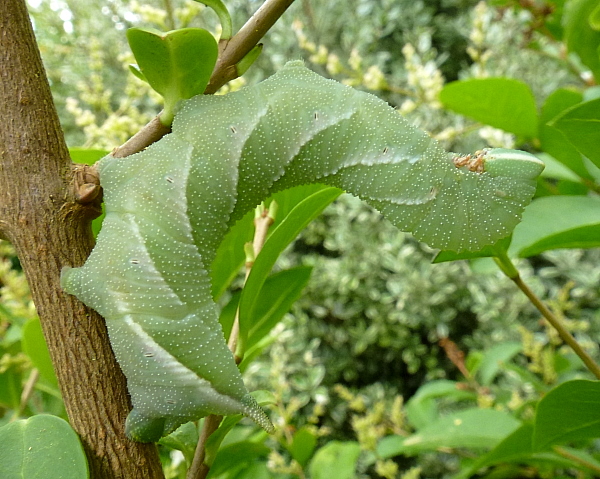 Full-grown blue-grey larva of Dolbina tancrei with short horn, Yazu, Tottori Prefecture, Honshu, Japan. Photo: © Tony Pittaway.