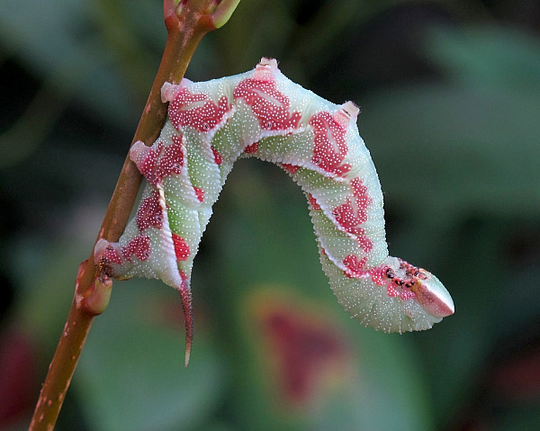 Full-grown blotched larva of Dolbina tancrei, Yazu, Tottori Prefecture, Honshu, Japan. Photo: © Gary Saunders.