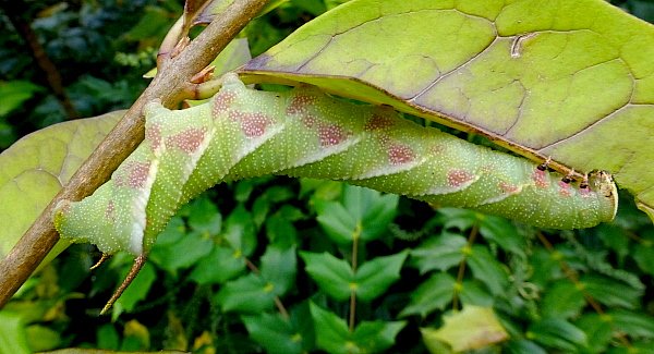 Full-grown blotched larva of Dolbina tancrei with secondary horn, Yazu, Tottori Prefecture, Honshu, Japan. Photo: © Tony Pittaway.