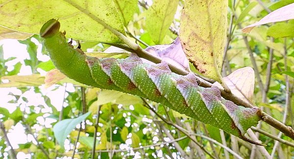 Full-grown blotched larva of Dolbina tancrei, Yazu, Tottori Prefecture, Honshu, Japan. Photo: © Tony Pittaway.