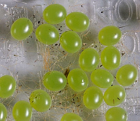 Eggs of Dolbina tancrei, Japan. Photo: © Inoue Takashi.