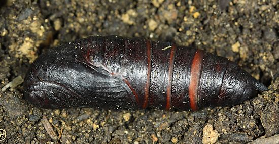 Pupa of Dolbina tancrei, Anisimovka, Scotovsky District, Primorskiy Krai, Russian Far East. Photo: © Jean Haxaire.