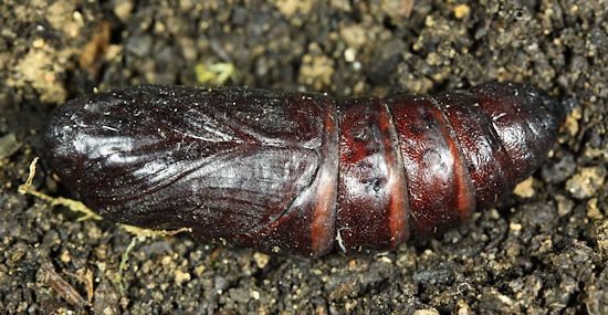 Pupa of Dolbina tancrei, Anisimovka, Scotovsky District, Primorskiy Krai, Russian Far East. Photo: © Jean Haxaire.