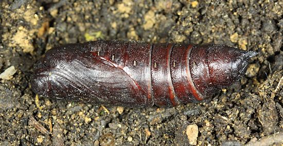 Pupa of Dolbina tancrei, Anisimovka, Scotovsky District, Primorskiy Krai, Russian Far East. Photo: © Jean Haxaire.