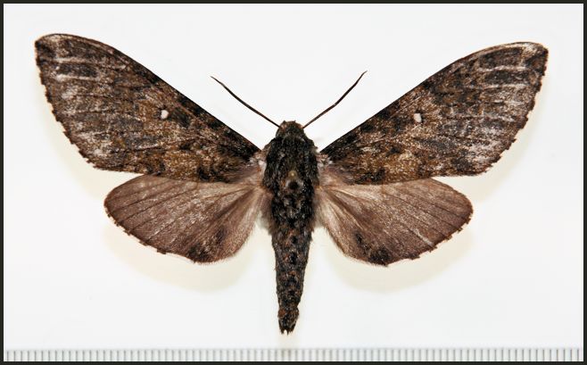 Female Dolbina tibetana, Qamdo valley, Tibet, China [ALLOTYPE]. Photo: © Ronald Brechlin, SphingidaeTaxonomic Inventory, http://sphingidae.myspecies.info/.