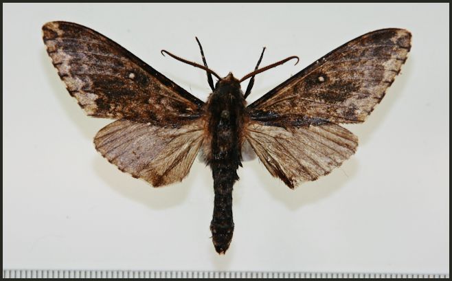 Male Dolbina tibetana, Qamdo valley, Tibet, China [HOLOTYPE]. Photo: © Ronald Brechlin, SphingidaeTaxonomic Inventory, http://sphingidae.myspecies.info/.