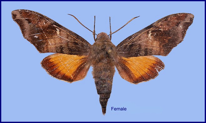 Female Dahira uljanae (upperside), Taibai Shan, Shaanxi, China. Photo: © Ronald Brechlin