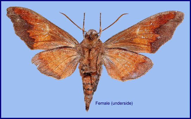 Female Dahira uljanae (underside), Taibai Shan, Shaanxi, China. Photo: © Ronald Brechlin