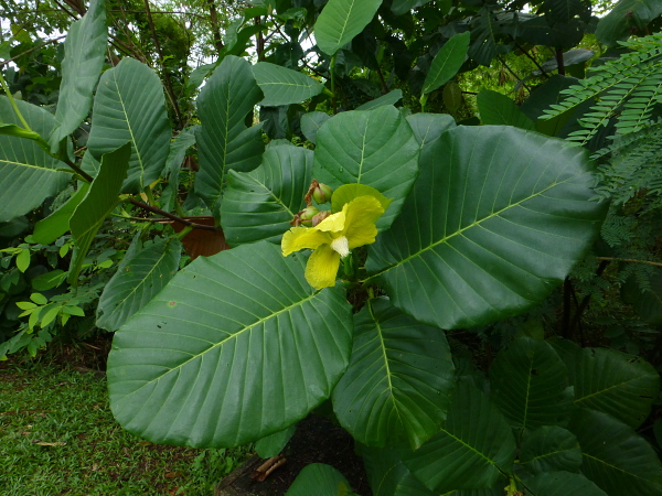 Dillenia suffruticosa, the main host of Enpinanga borneensis in Cyberjaya, Kuala Lumpur area, Selangor, Malaysia. Photo: © Tony Pittaway.