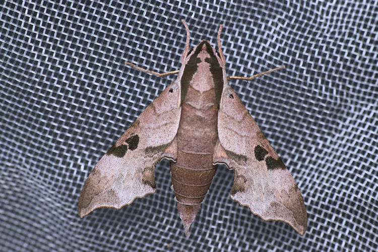 Male Enpinanga assamensis, Hong Kong, 2020. Photo: © WangDa Cheng.