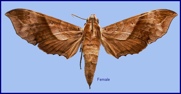 Female Enpinanga assamensis. Photo: © NHMUK