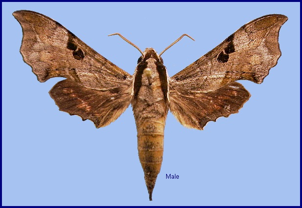 Male Enpinanga assamensis. Photo: © NHMUK